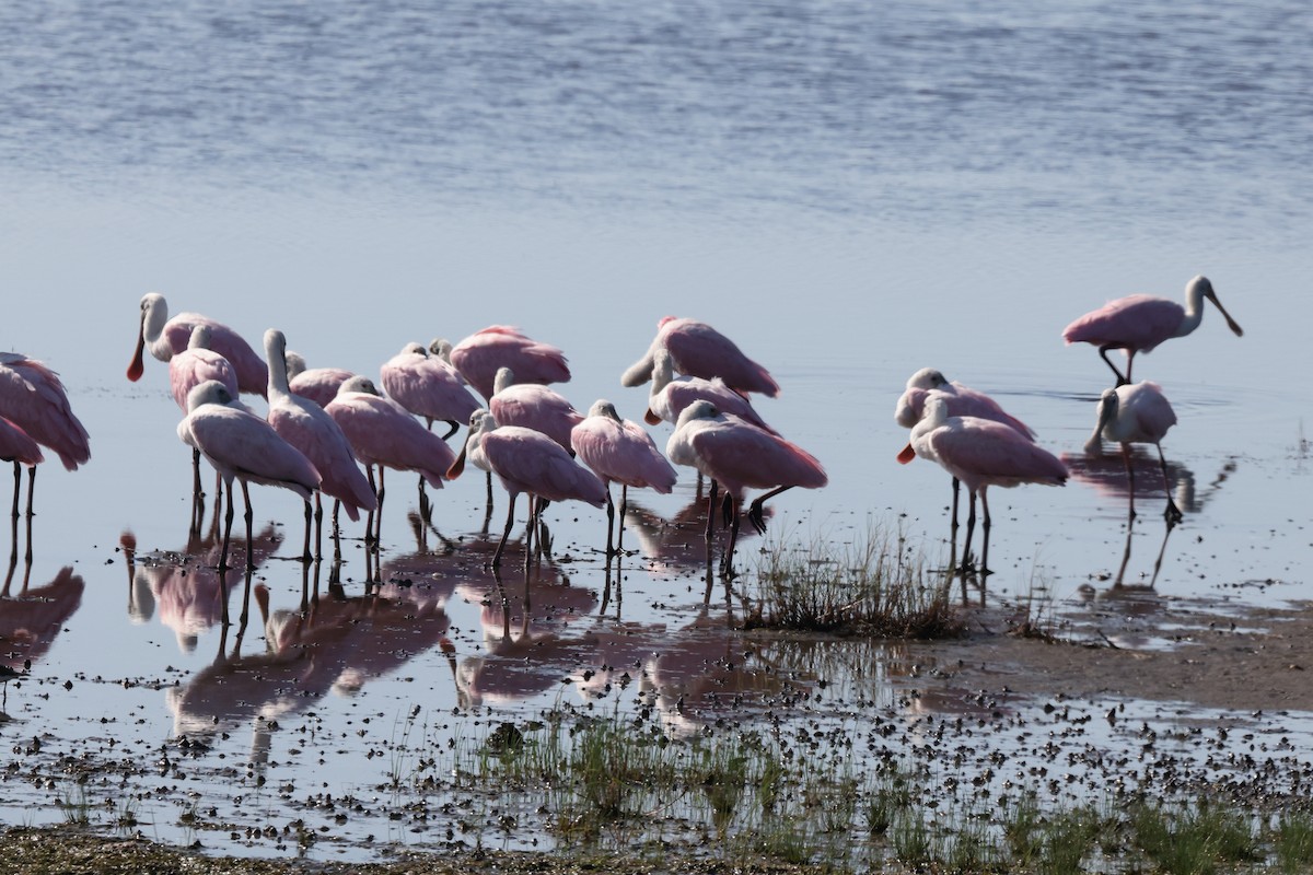 Roseate Spoonbill - ML608559258