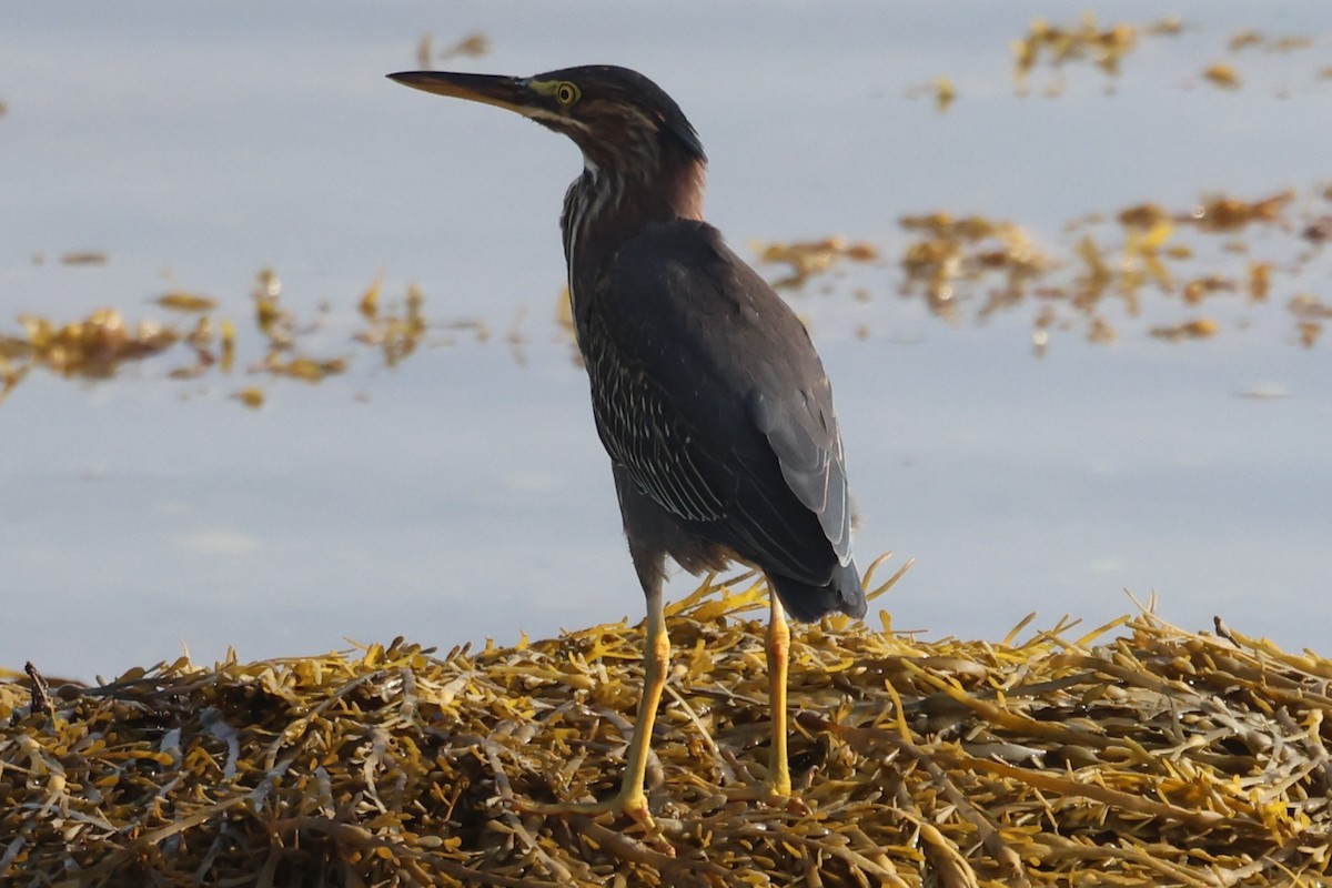 Green Heron - ML608559271