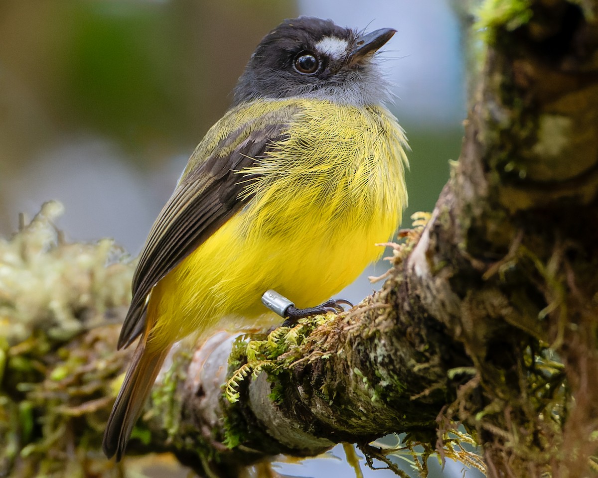 Ornate Flycatcher - ML608559285