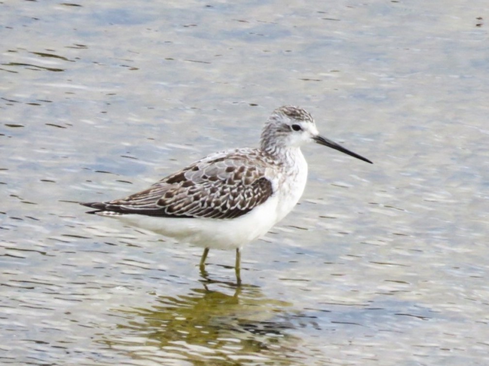 小青足鷸 - ML608559437