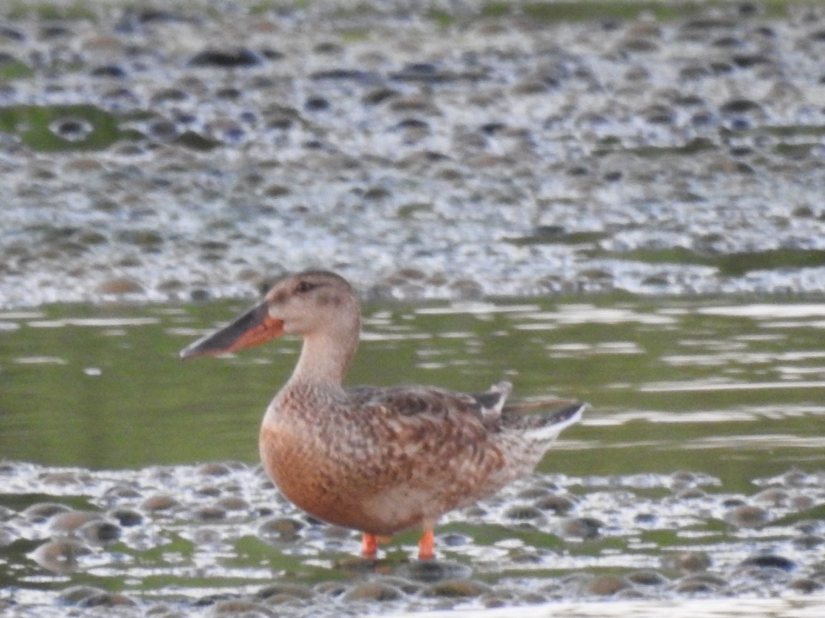 Northern Shoveler - ML608559448