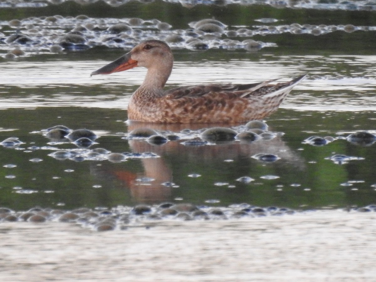 Northern Shoveler - ML608559449