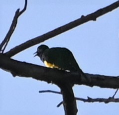 African Emerald Cuckoo - ML608559459