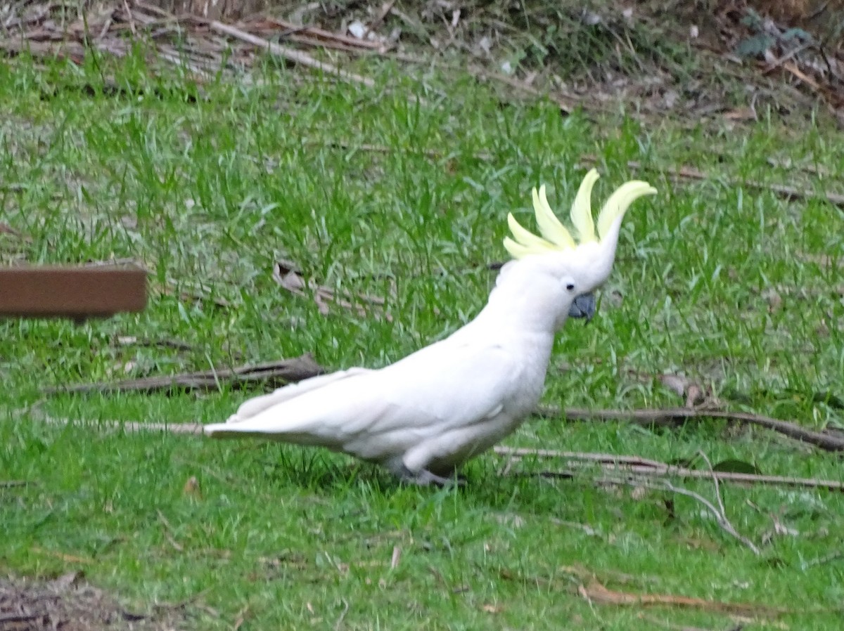 Sulphur-crested Cockatoo - Christopher Dyer