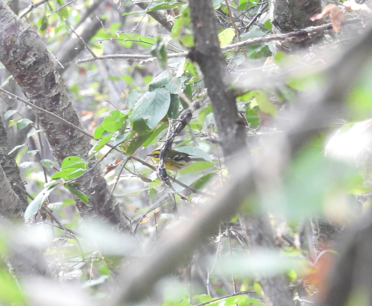 Townsend's Warbler - ML608559732