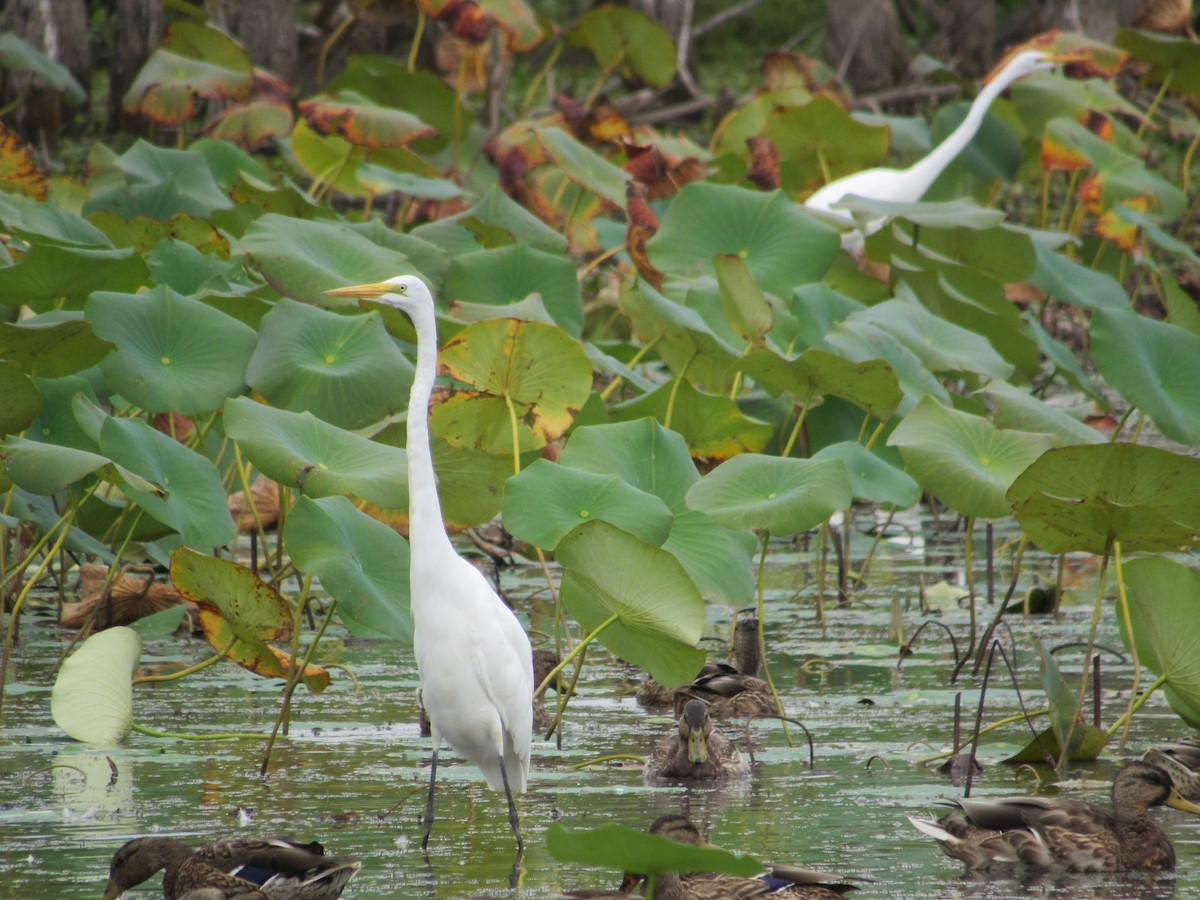 Great Egret - ML608559809