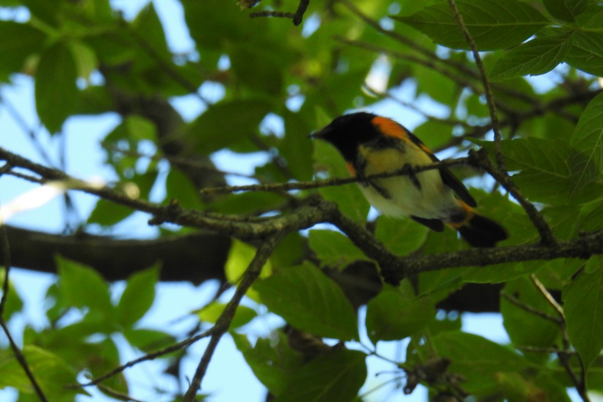 American Redstart - James Holsinger