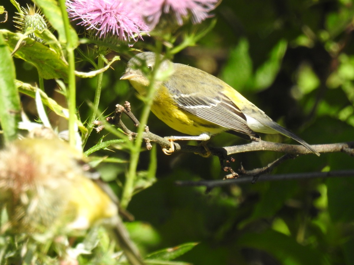 Magnolia Warbler - James Holsinger