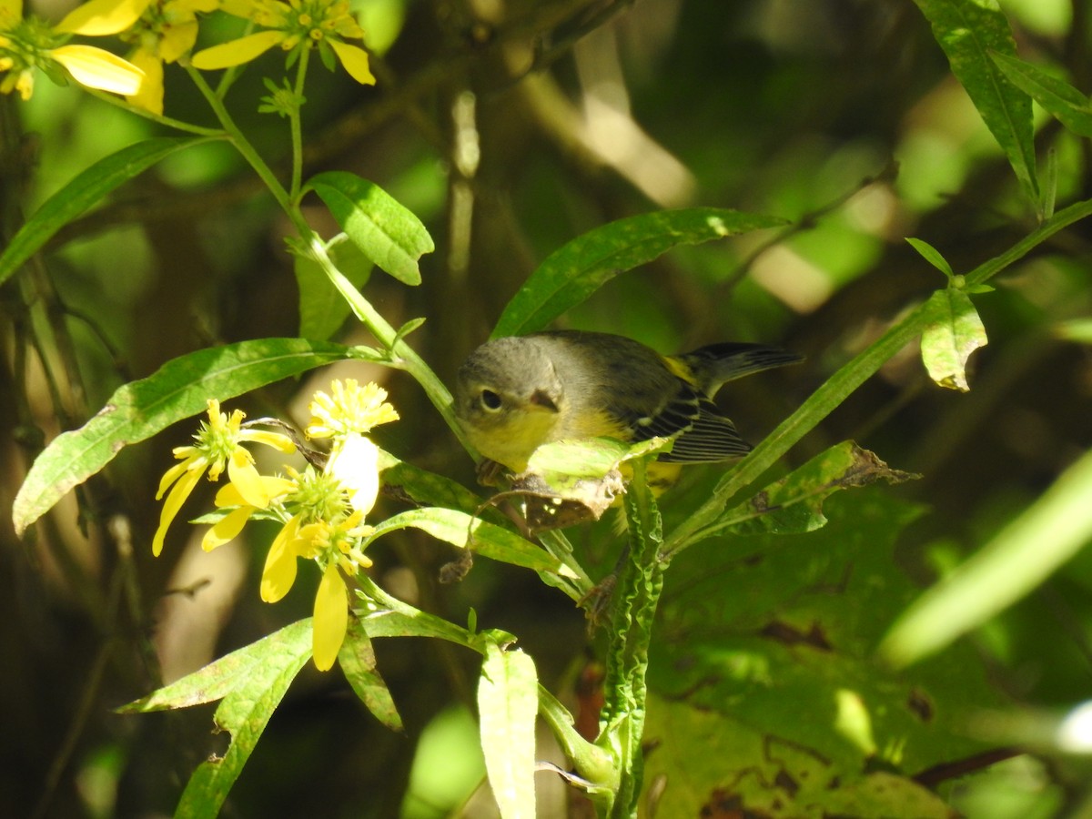 Magnolia Warbler - James Holsinger