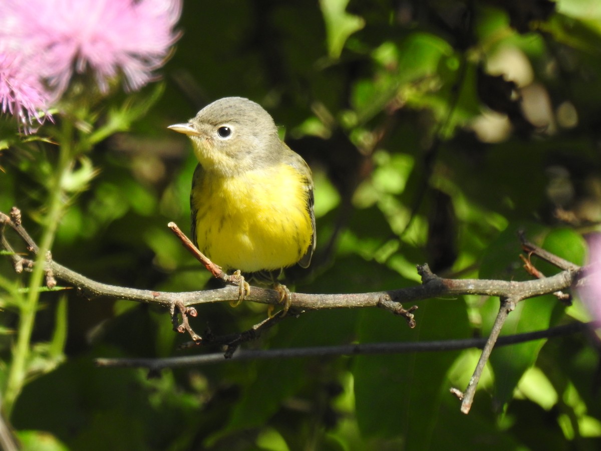 Magnolia Warbler - ML608560042