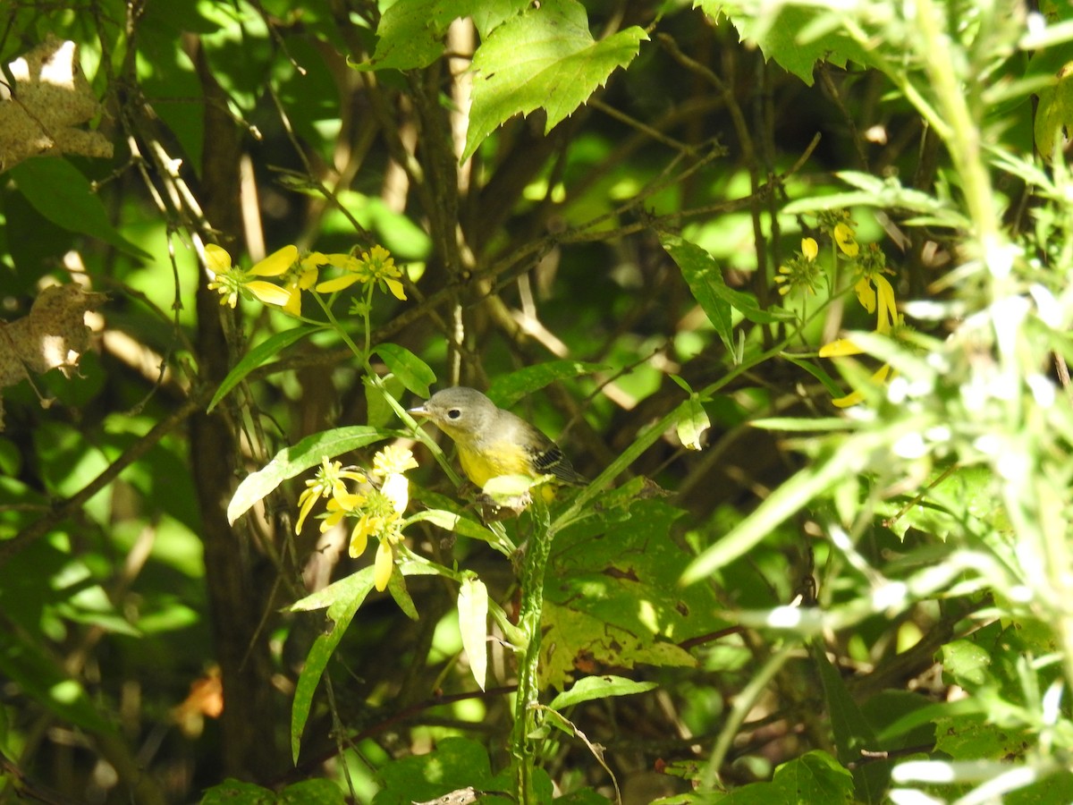 Magnolia Warbler - ML608560043