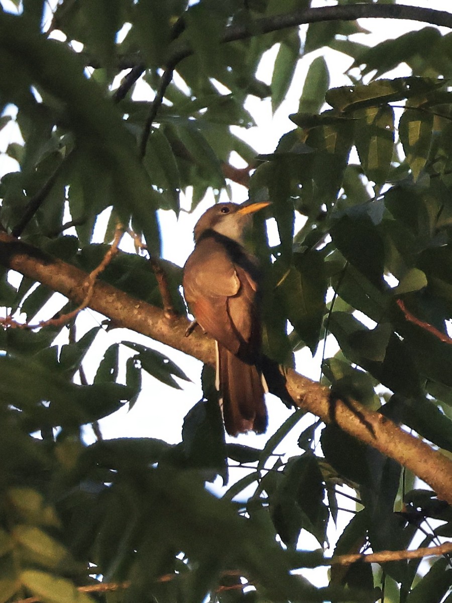 Yellow-billed Cuckoo - ML608560049