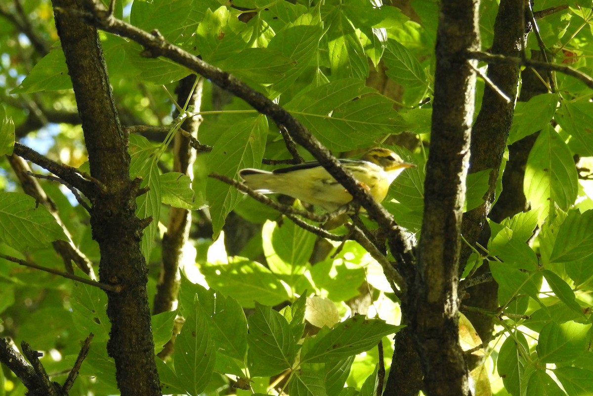 Blackburnian Warbler - James Holsinger