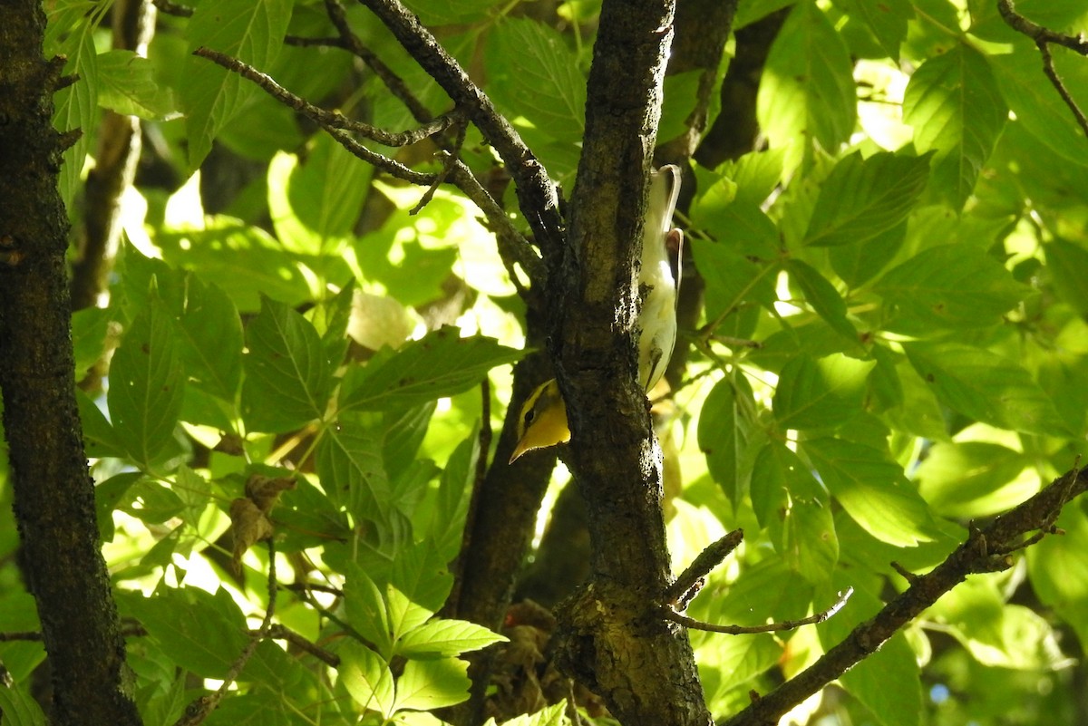 Blackburnian Warbler - James Holsinger