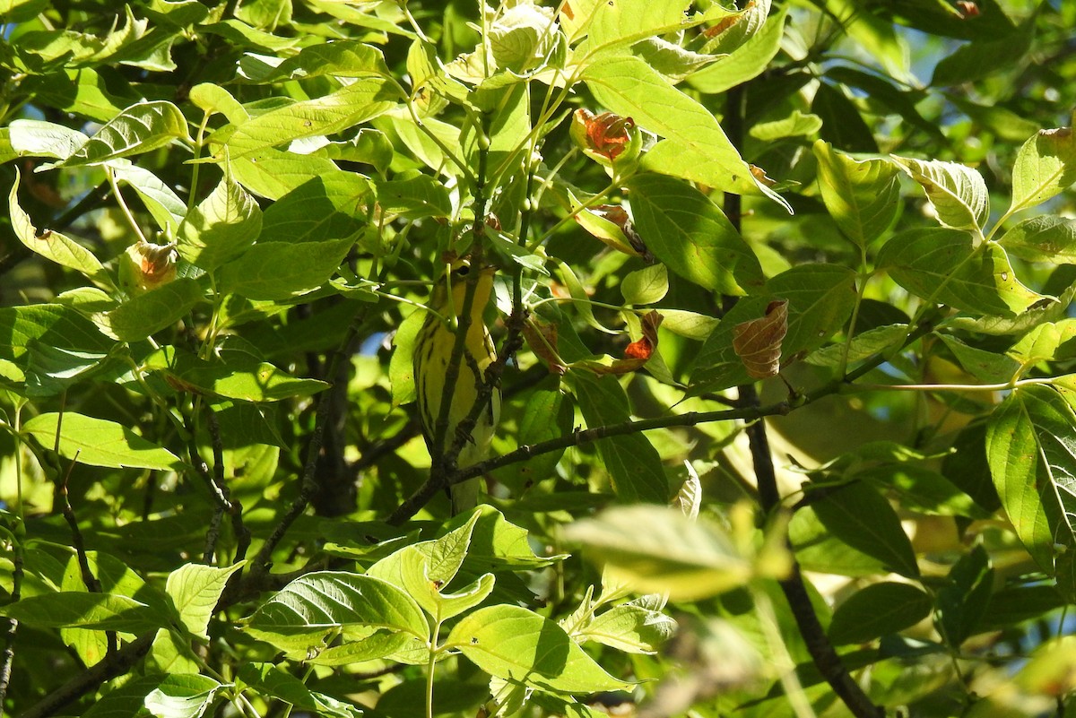 Blackburnian Warbler - ML608560088