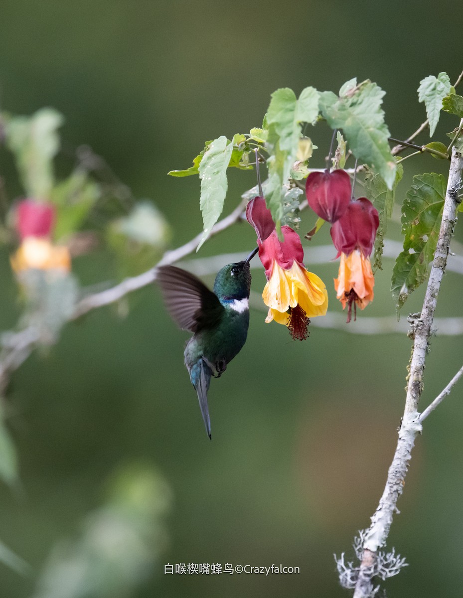 White-throated Daggerbill - ML608560178