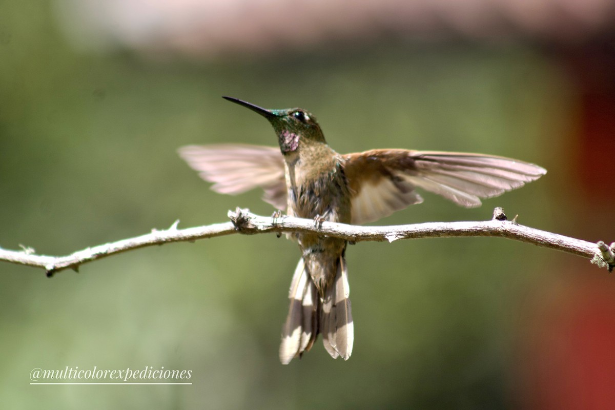 Fawn-breasted Brilliant - ML608560205