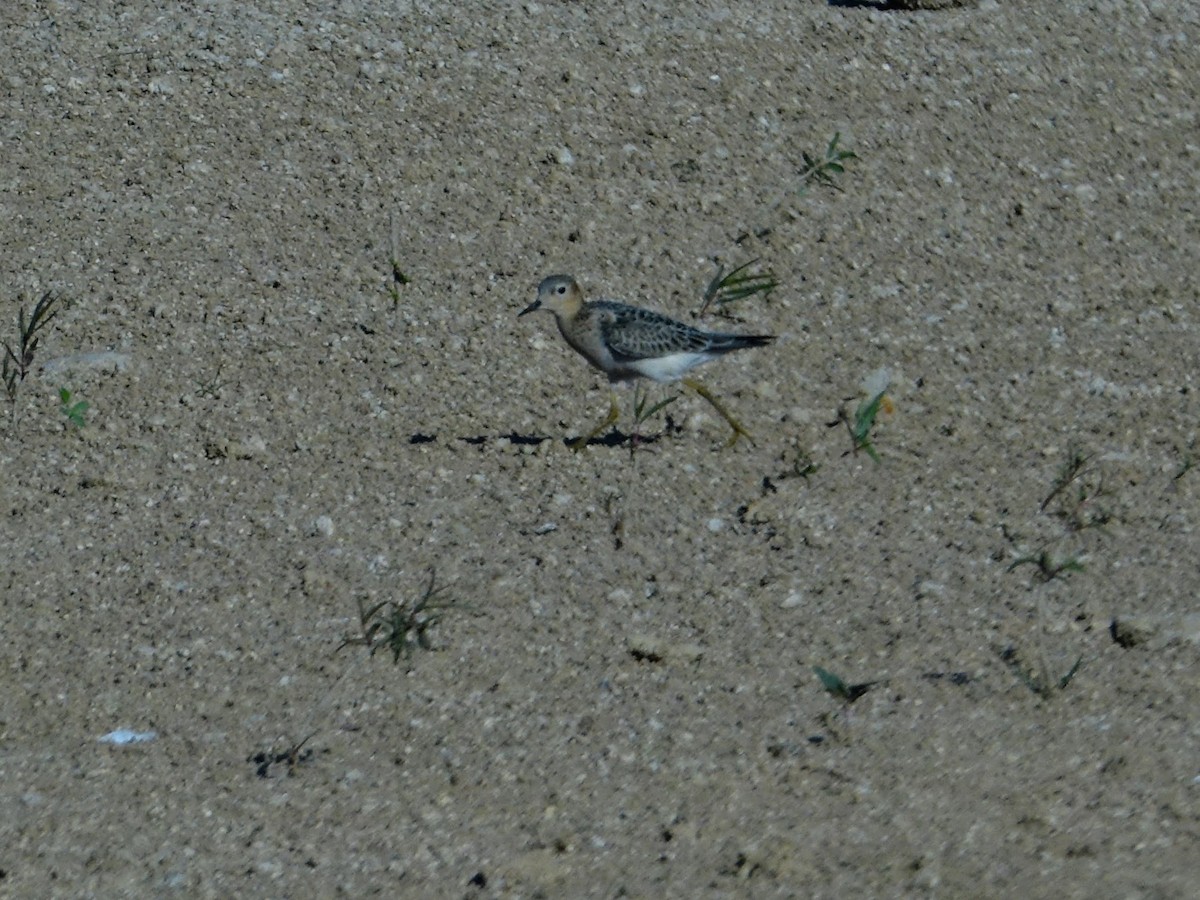 Buff-breasted Sandpiper - ML608560274