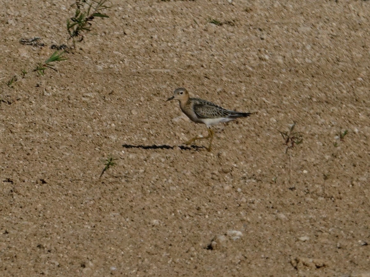 Buff-breasted Sandpiper - ML608560275