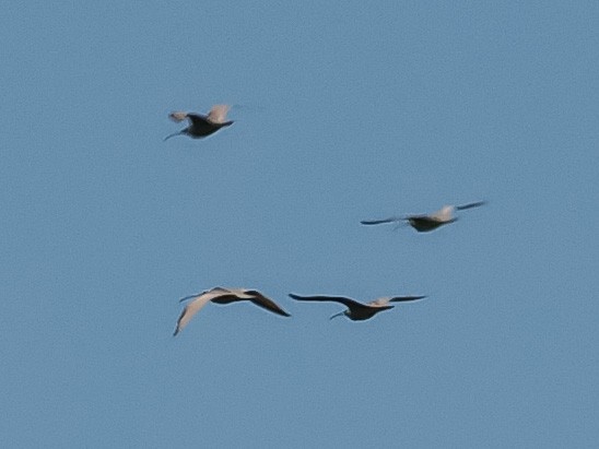 Long-billed Curlew - ML608560331