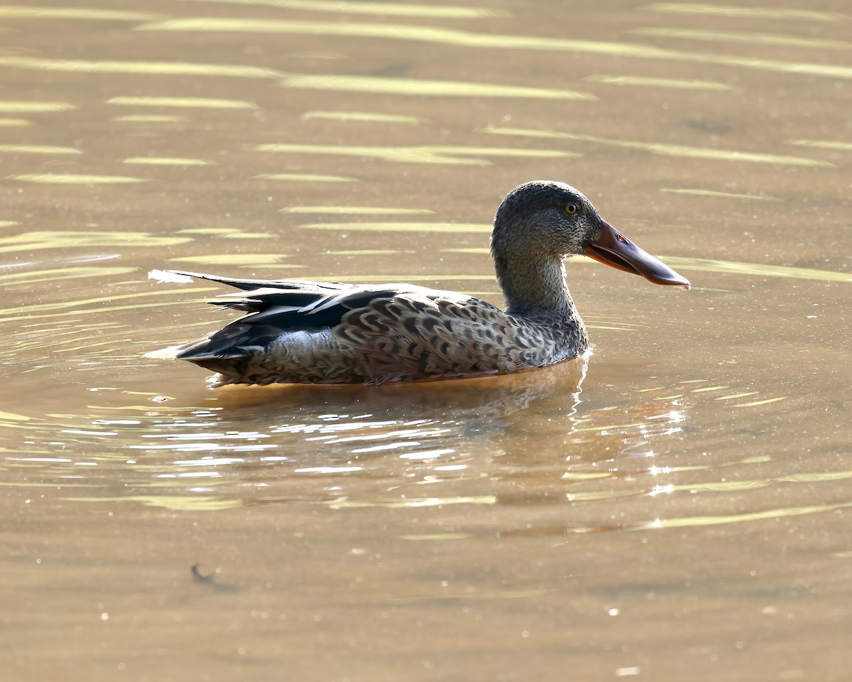 Northern Shoveler - ML608560382