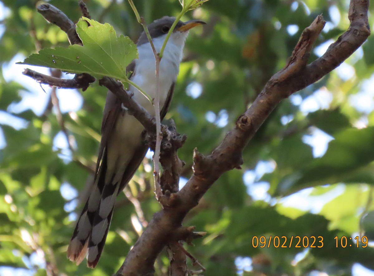 Yellow-billed Cuckoo - ML608560518