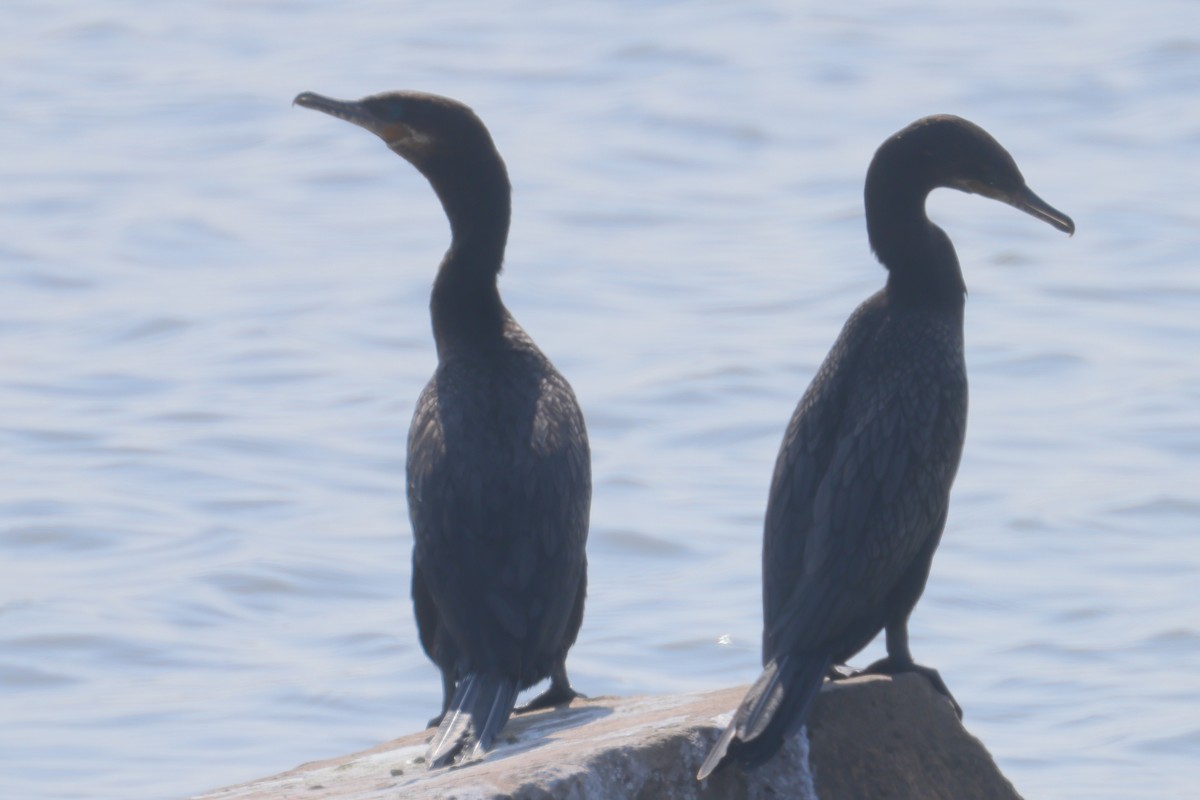 Neotropic Cormorant - ML608560586