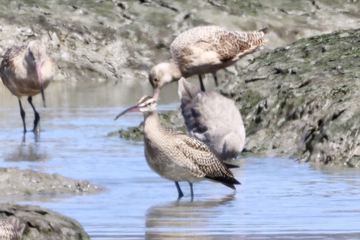 Whimbrel - ML608560635