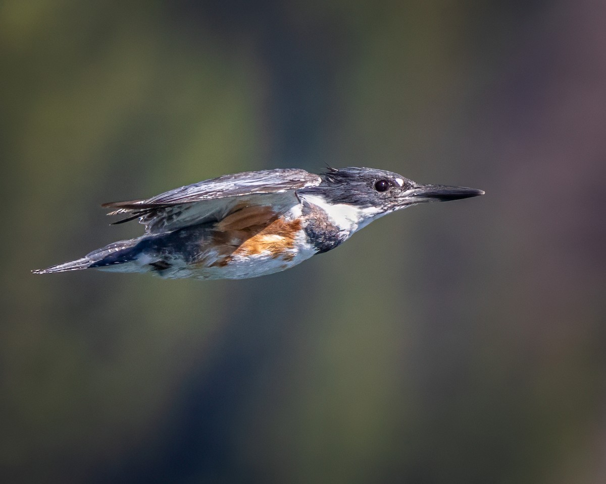 Belted Kingfisher - ML608560740