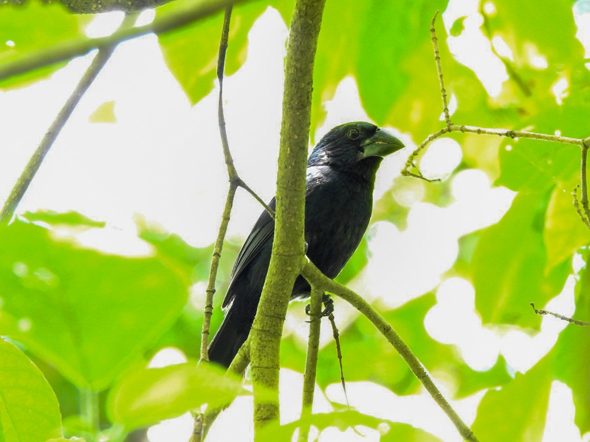 Blue-black Grosbeak - Fabian Torres