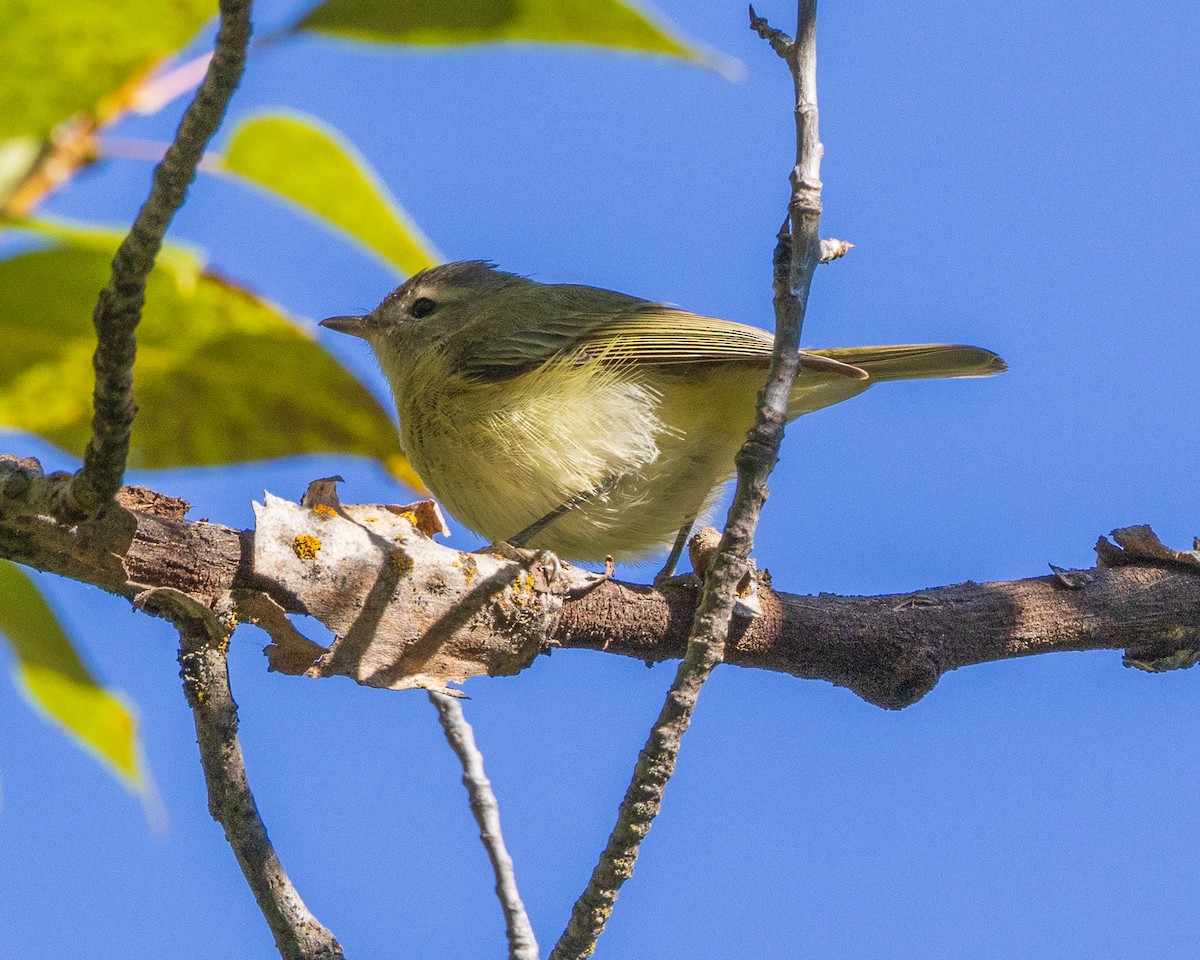 Warbling Vireo - ML608560951