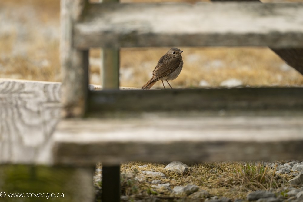 Hermit Thrush - Steve Ogle