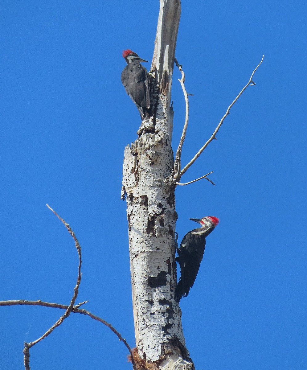 Pileated Woodpecker - Bonnie Roemer