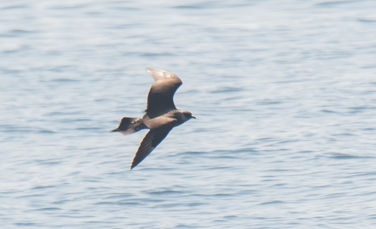 Parasitic Jaeger - ML608561061