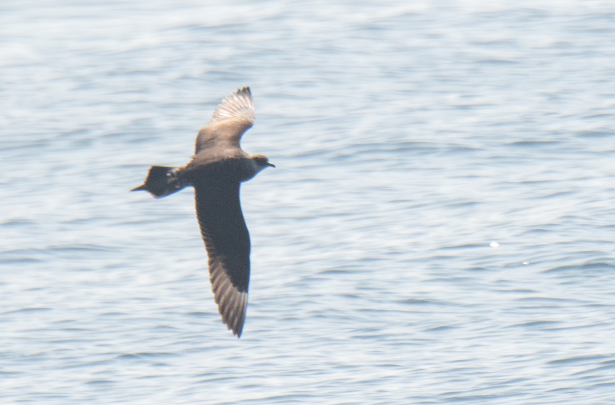 Parasitic Jaeger - ML608561063