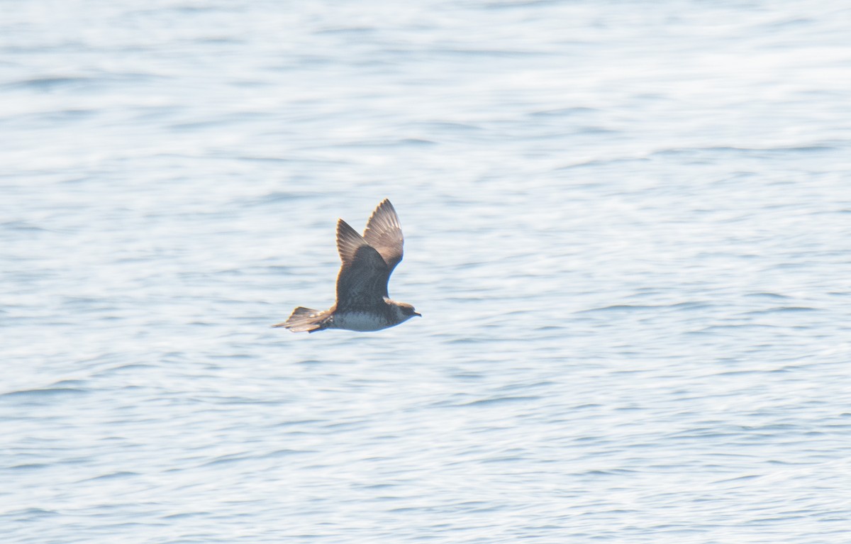 Parasitic Jaeger - ML608561064