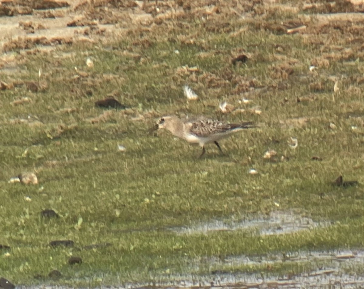 Baird's Sandpiper - ML608561163