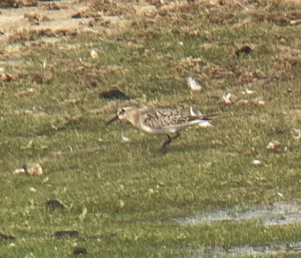 Baird's Sandpiper - ML608561164