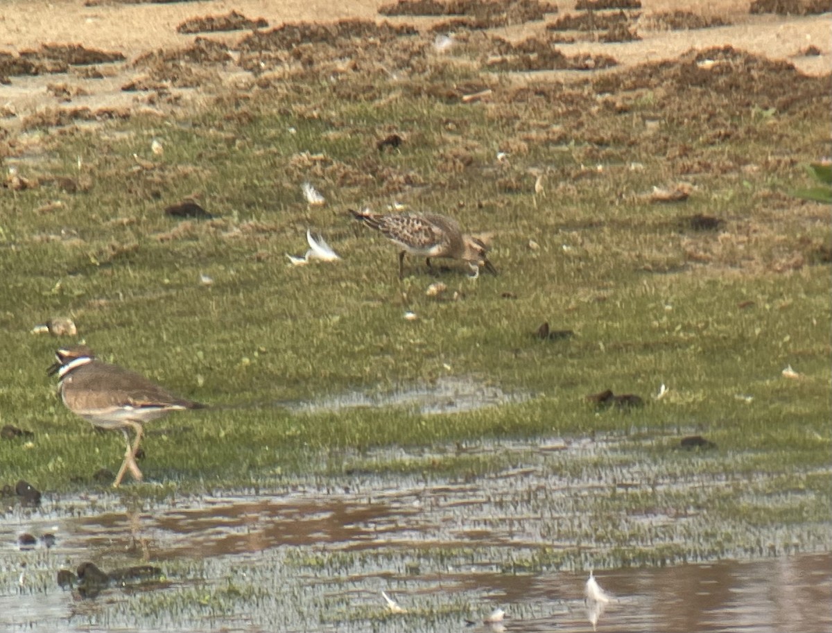 Baird's Sandpiper - ML608561165