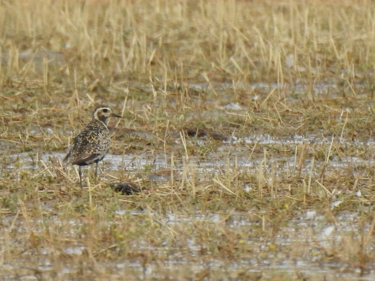 Pacific Golden-Plover - Gary Losada
