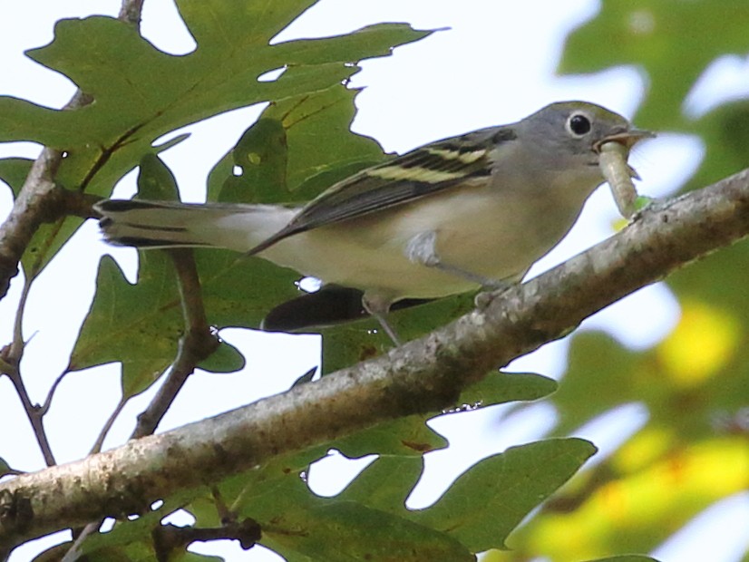 Chestnut-sided Warbler - Marie Hageman