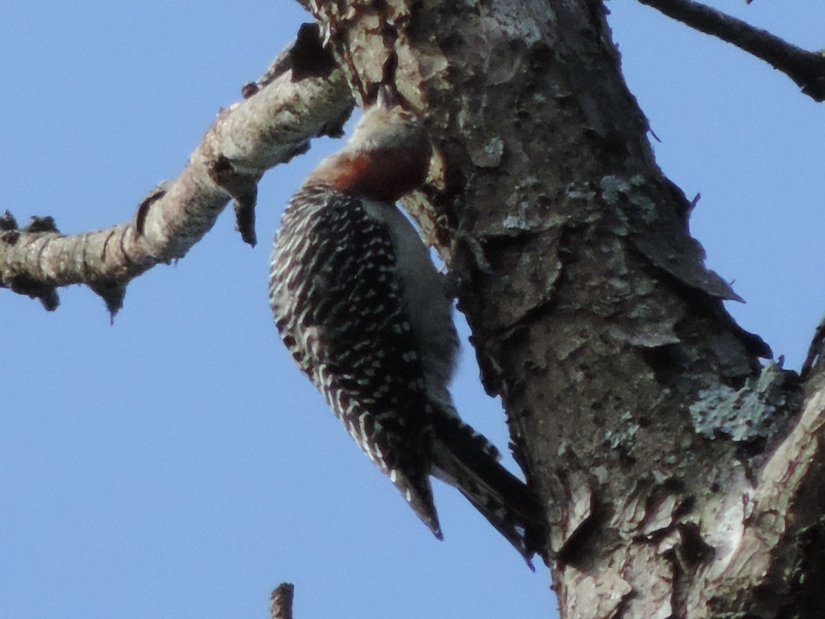 Red-bellied Woodpecker - ML608561303