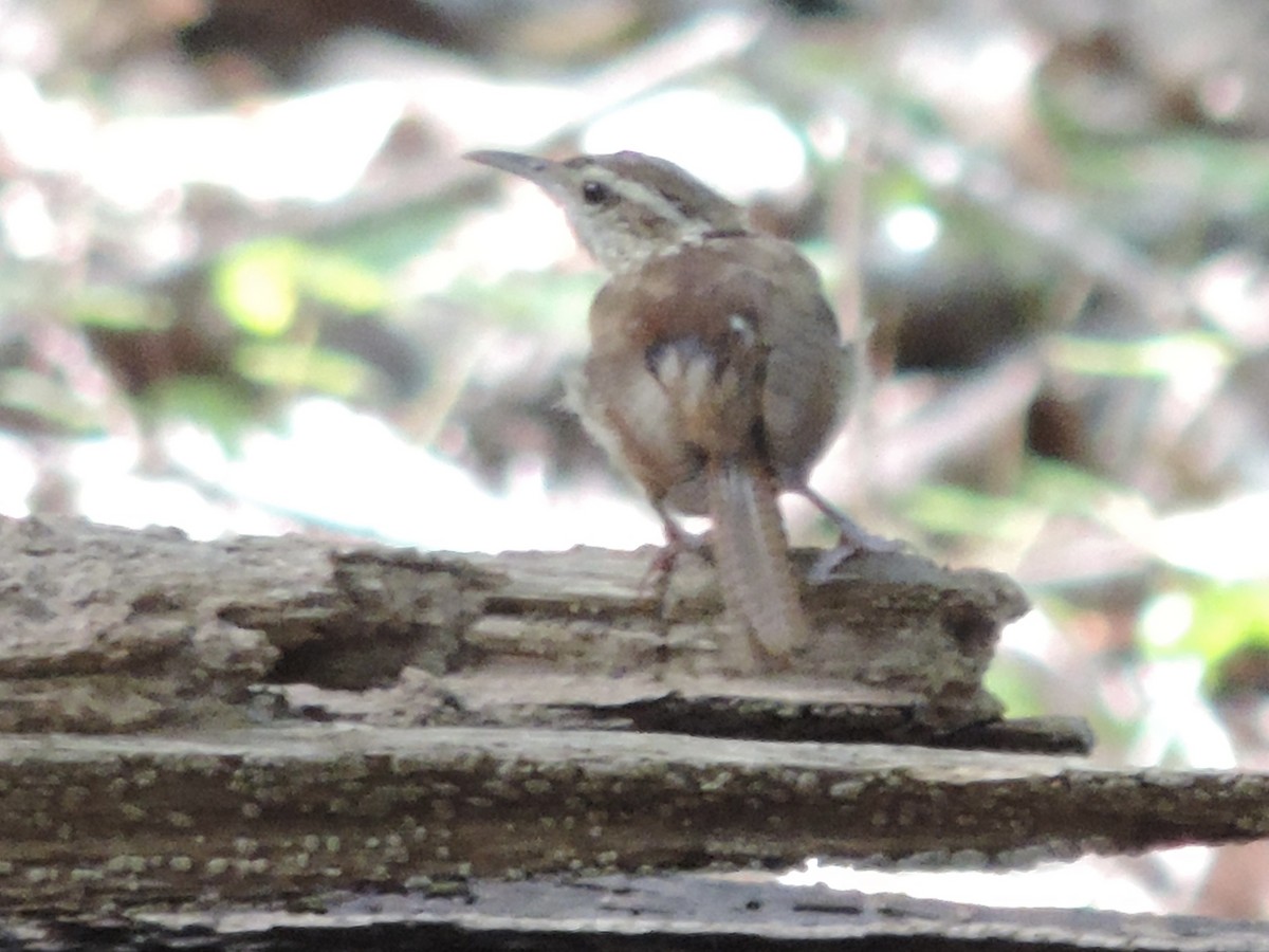 Carolina Wren - ML608561305