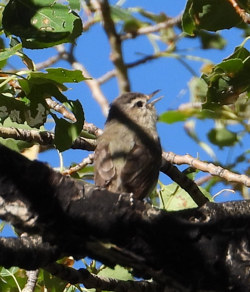 Warbling Vireo - Joanna Clark