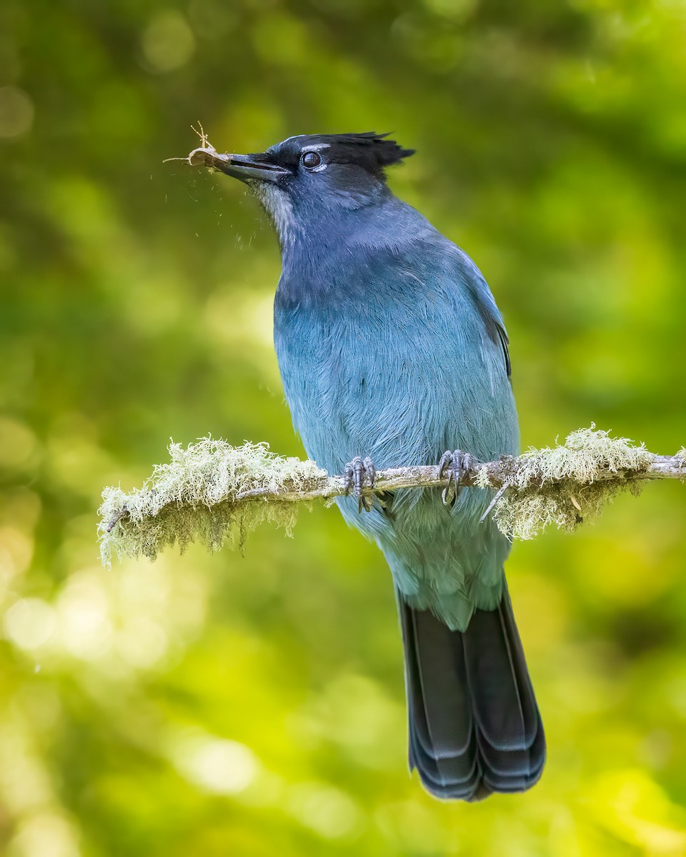 Steller's Jay - ML608561450
