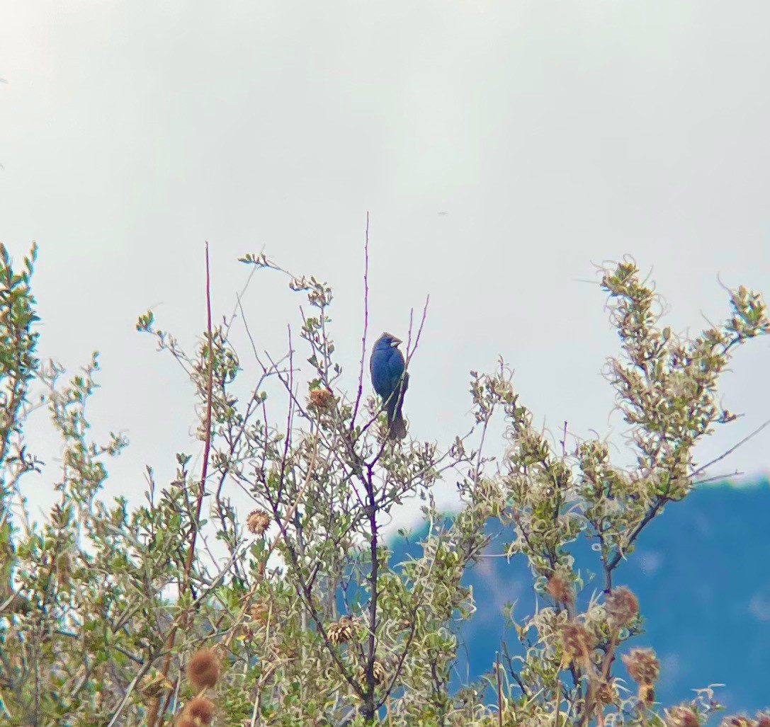 Blue Grosbeak - Evan Appel