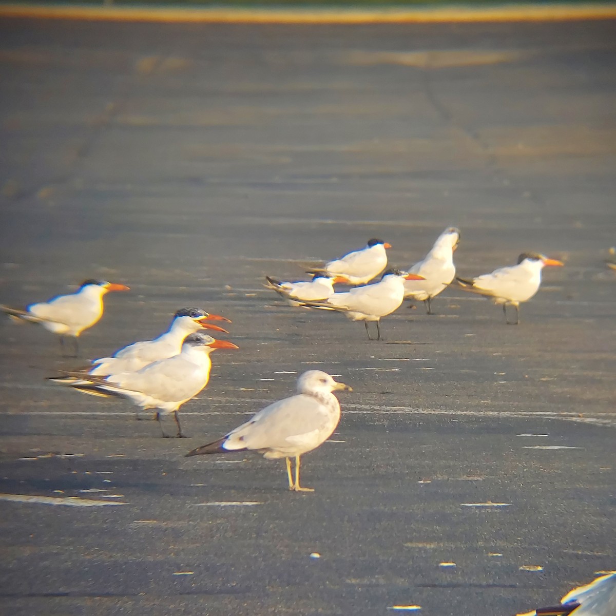 Caspian Tern - Emerson Lisboa