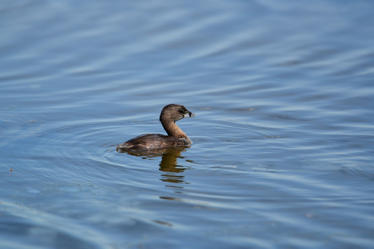 Pied-billed Grebe - Chaiby Leiman