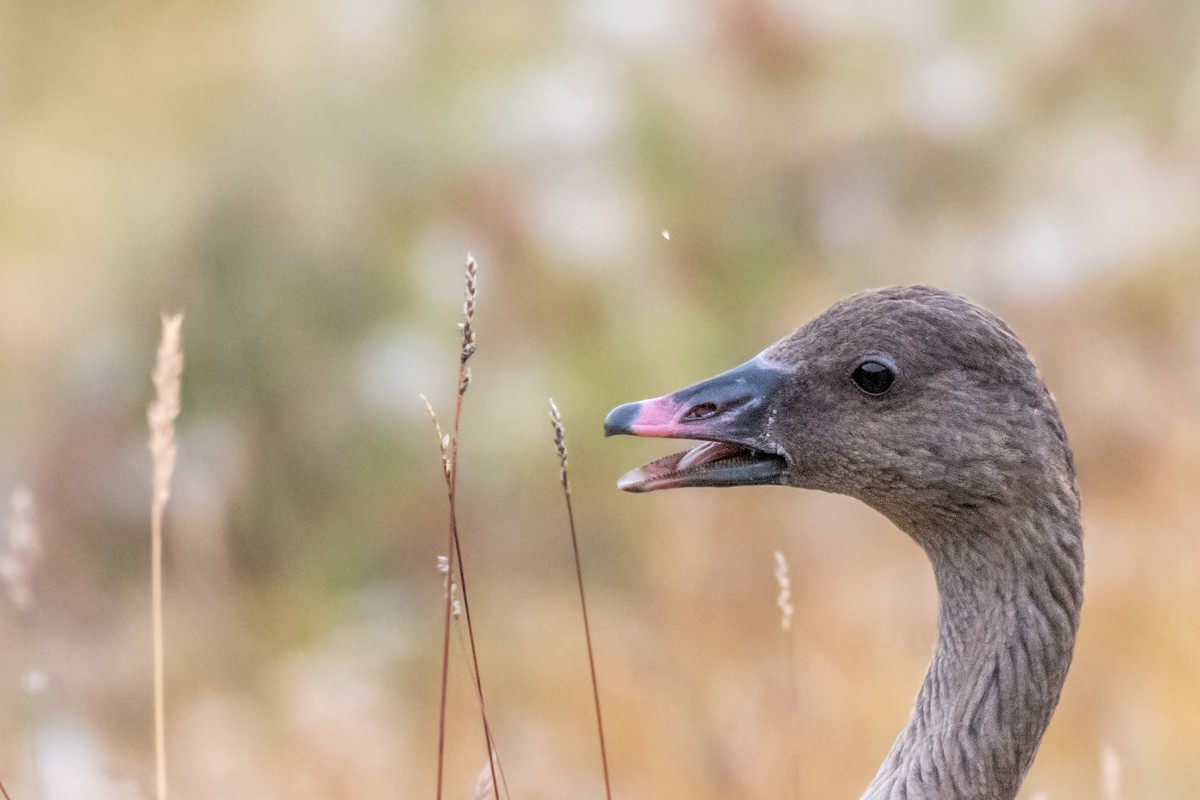 Pink-footed Goose - ML608561801