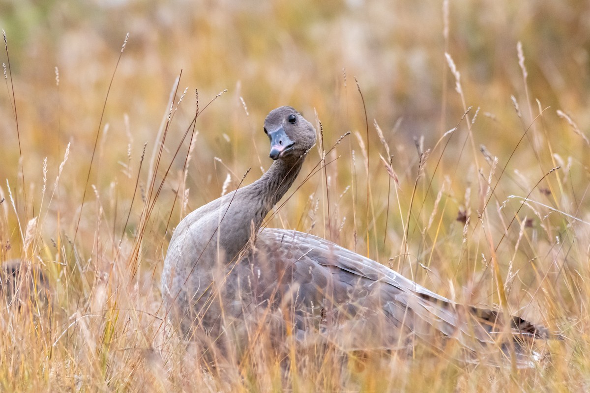 Pink-footed Goose - ML608561804